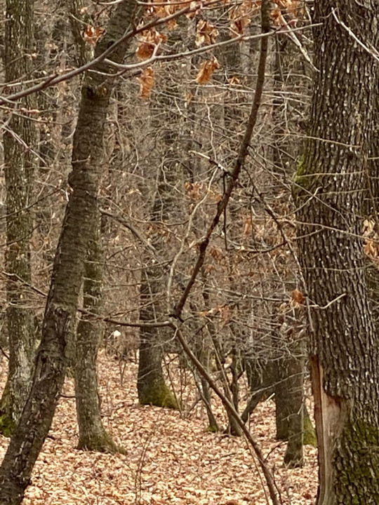 Teren 2019 mp + drum 307 mp, Dambul Rotund, str. Lombului, langa padure!