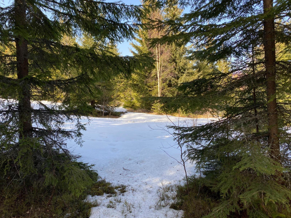Teren 5000 mp in Baisoara, langa pensiunea Skiland si cabana Merlin!