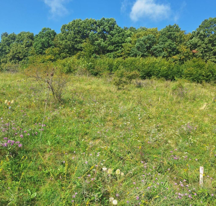 Teren in Chinteni langa padure 1425mp front 70ml