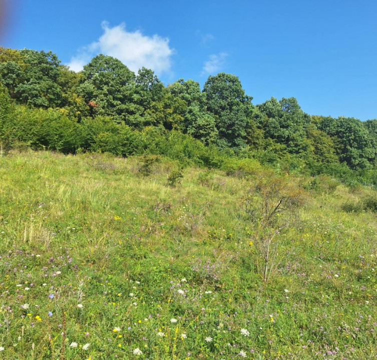 Teren in Chinteni langa padure 1425mp front 70ml