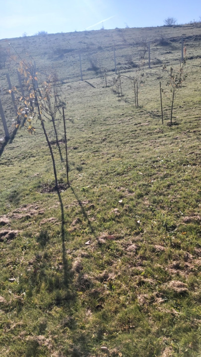 Teren extravilan 1000mp Centura nord