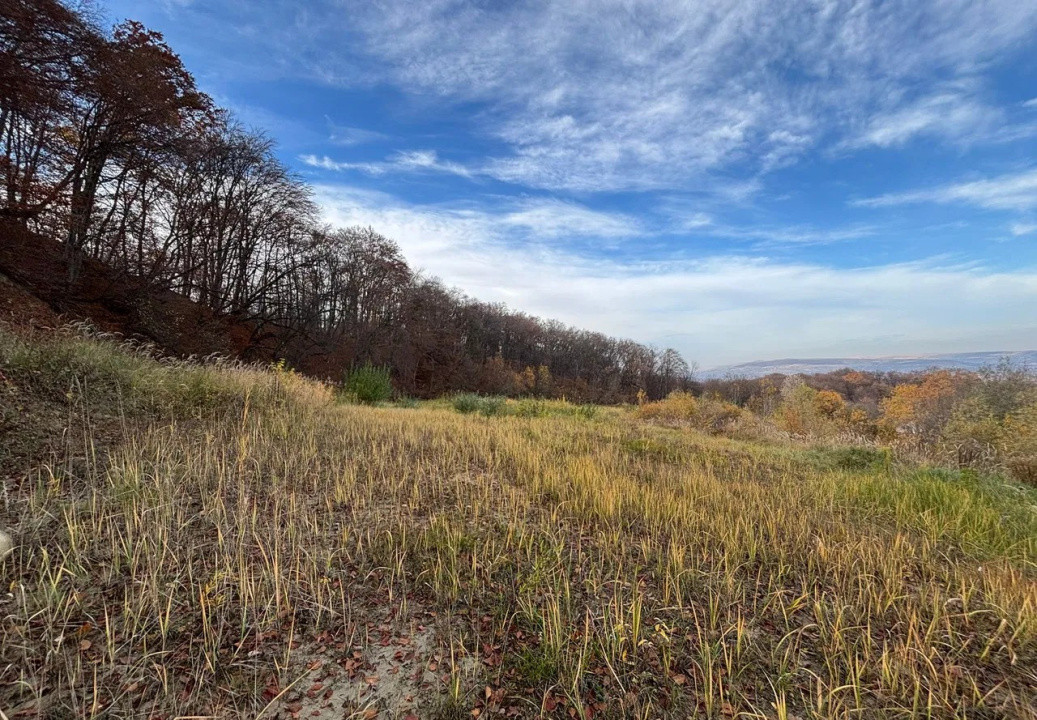 Teren de vanzare, Zona Wonderland, PUZ in lucru