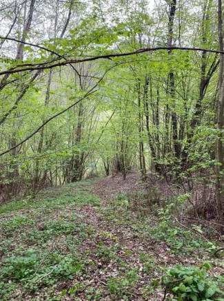 Oportunitate Teren extravilan 4000mp , Zona Baisoara 