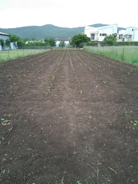 Casa individuala,  89 mp, 1700mp teren, Str Avram Iancu