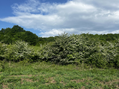 Teren intravilan, 4300 MP, zona Valea Garbaului