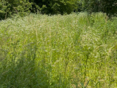 Teren 2.700mp cu PUZ în lucru pentru 3 unități locative