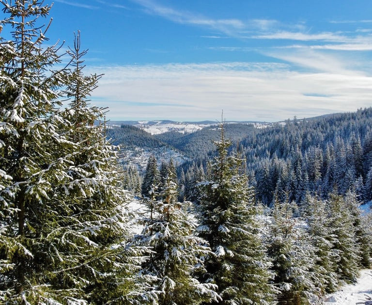 Cabane de vanzare , 125 mp utili , Marisel 